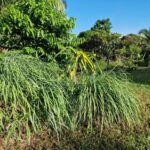 listing image thumbnail with ID 67208