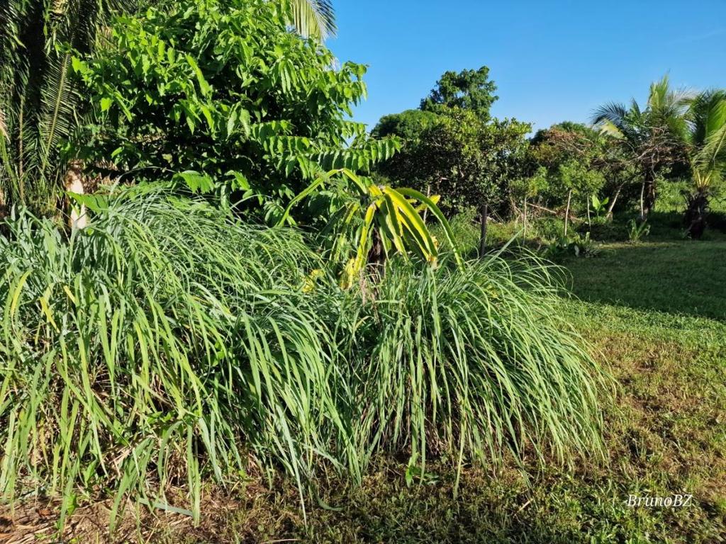 listing image with ID 67208