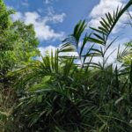 listing image thumbnail with ID 63951