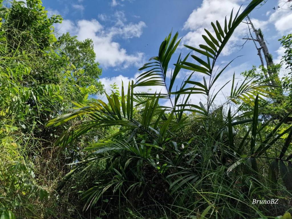 listing image with ID 63951