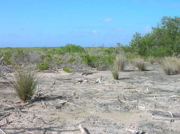 listing image with ID 68100