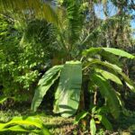 listing image thumbnail with ID 64599