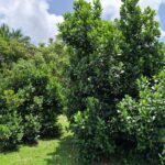 listing image thumbnail with ID 67908