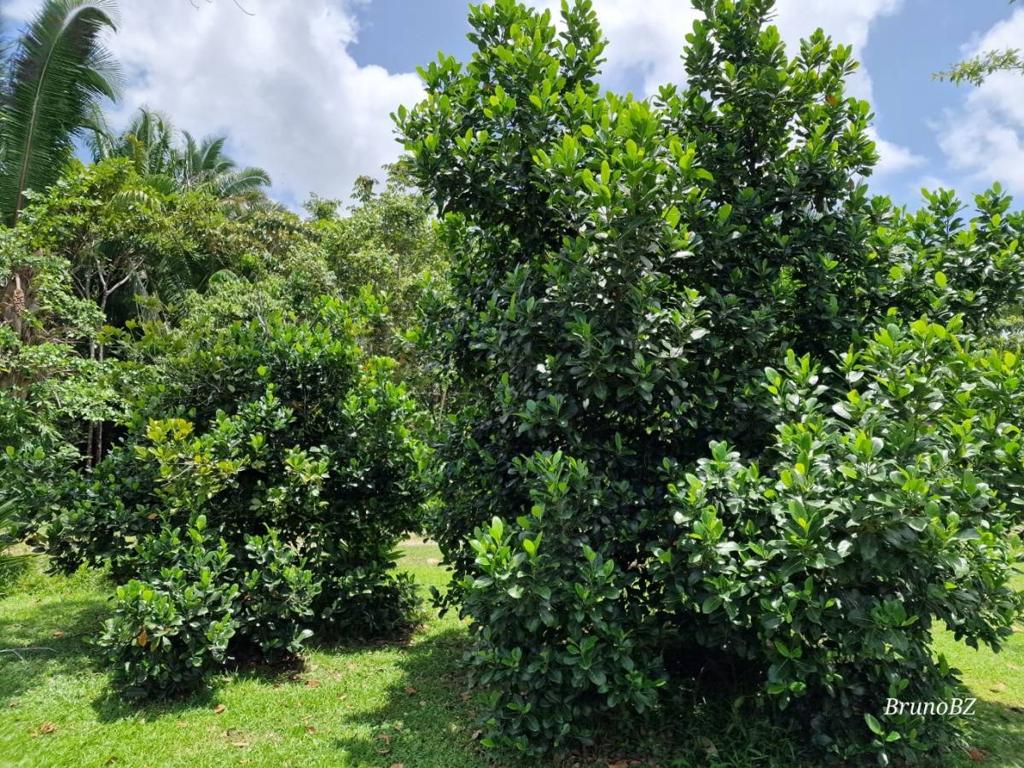 listing image with ID 67908