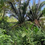 listing image thumbnail with ID 64209