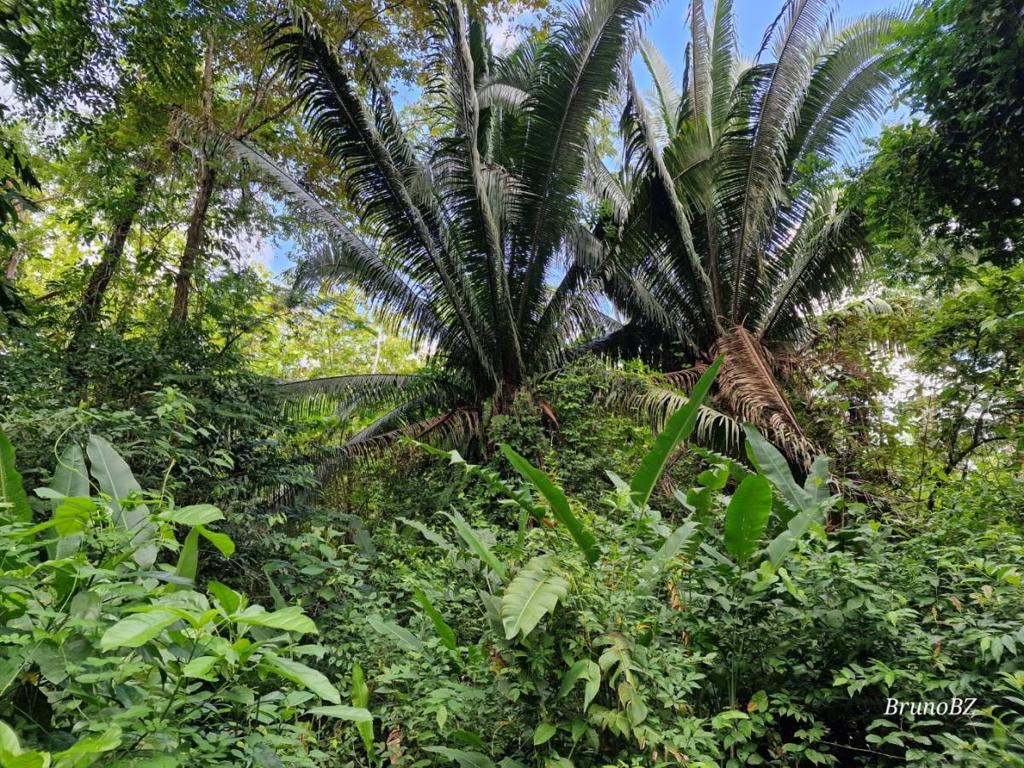 listing image with ID 64209