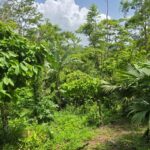 listing image thumbnail with ID 68263