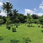 listing image thumbnail with ID 67907