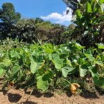 listing image thumbnail with ID 64962