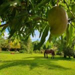 listing image thumbnail with ID 67780