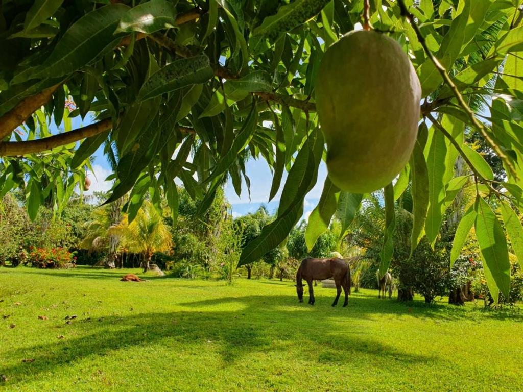 listing image with ID 67780