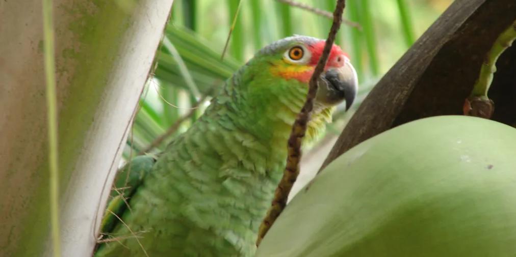 listing image with ID 67459