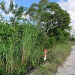 listing image thumbnail with ID 65024