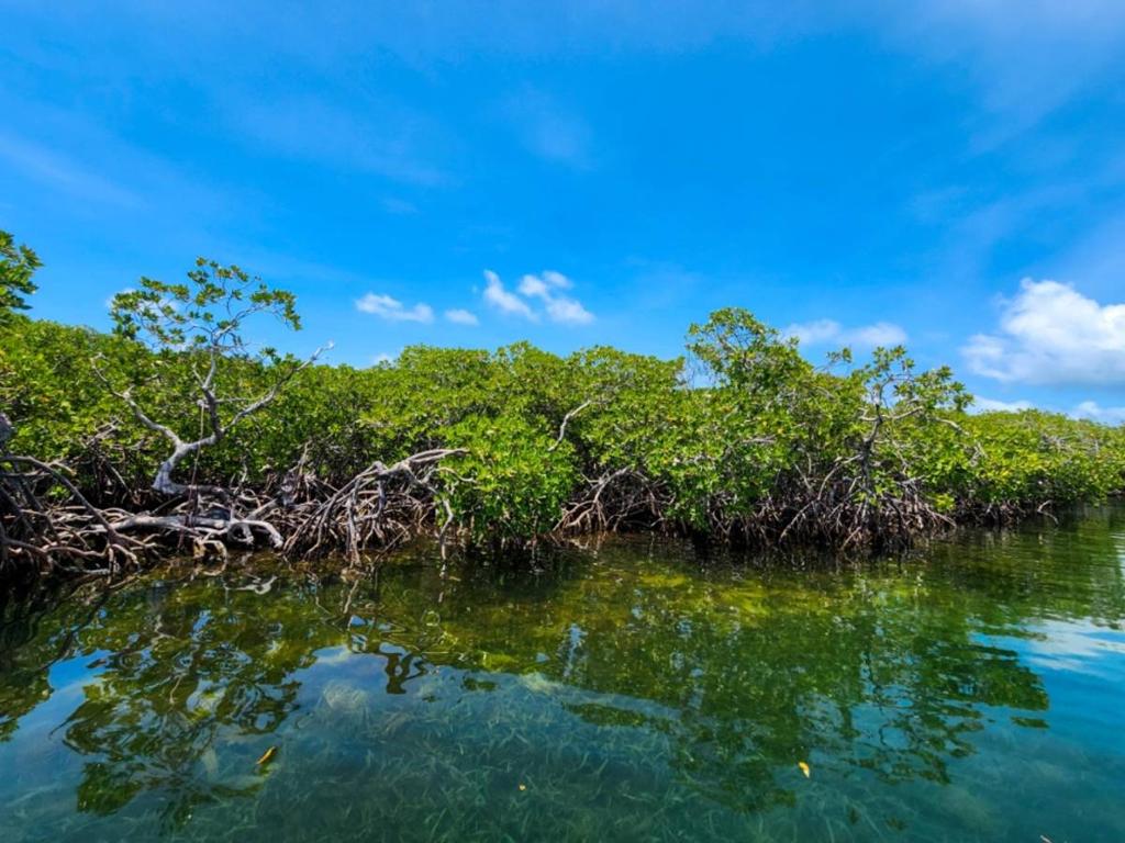 listing image with ID 65842