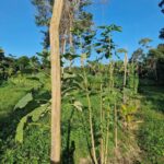 listing image thumbnail with ID 64034