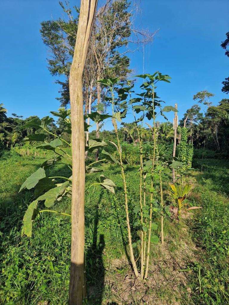 listing image with ID 64034