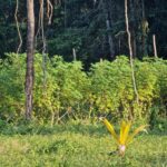 listing image thumbnail with ID 64035