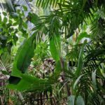 listing image thumbnail with ID 67531