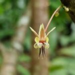 listing image thumbnail with ID 66265