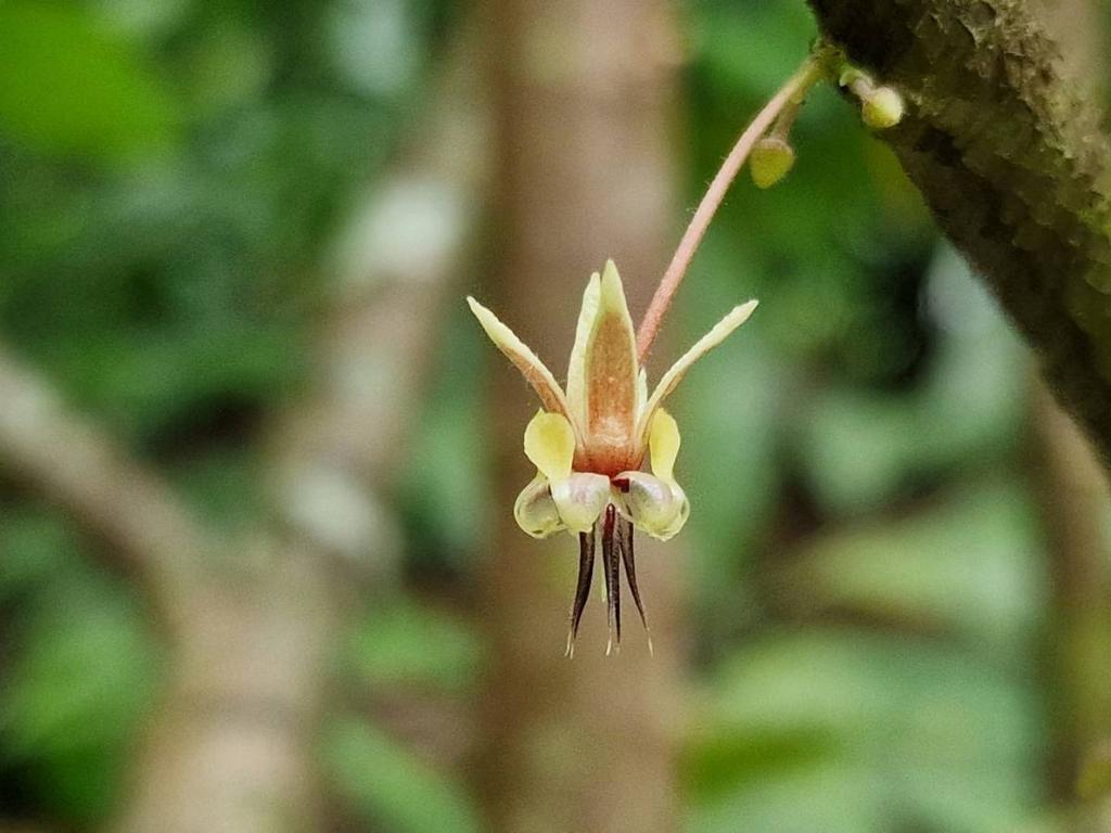 listing image with ID 66265