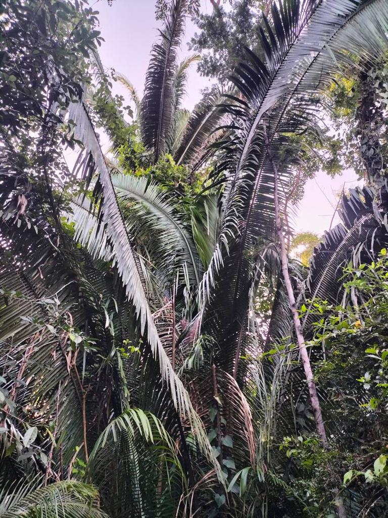 listing image with ID 64778