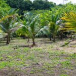 listing image thumbnail with ID 67672