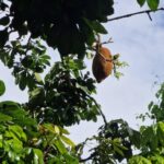 listing image thumbnail with ID 67538