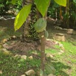 listing image thumbnail with ID 65882