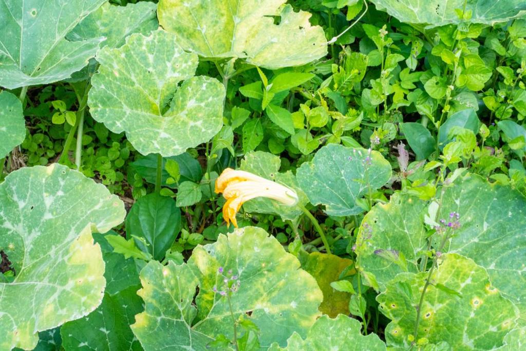 listing image with ID 67691