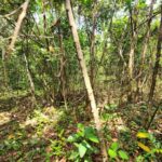 listing image thumbnail with ID 69209