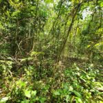 listing image thumbnail with ID 69199