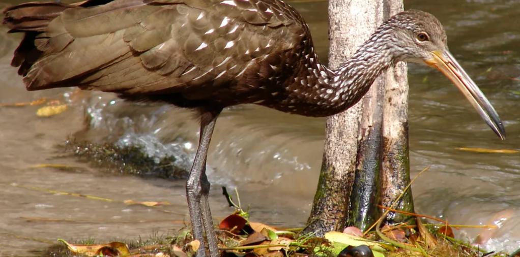 listing image with ID 67460