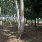 listing image thumbnail with ID 67657