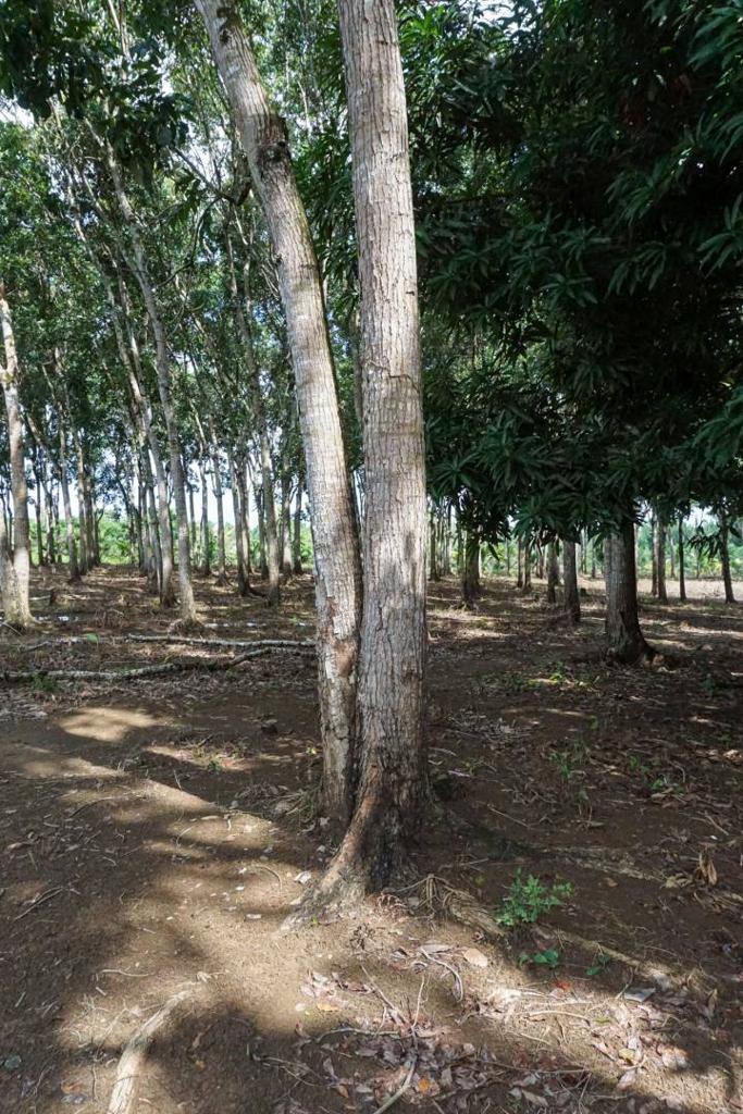 listing image with ID 67657