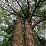 listing image thumbnail with ID 63726