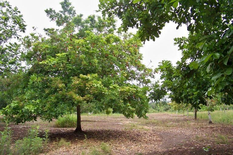 listing image with ID 69382