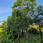 listing image thumbnail with ID 67207