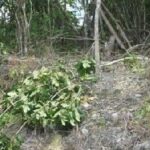 listing image thumbnail with ID 65638