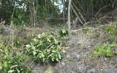 listing image with ID 65638