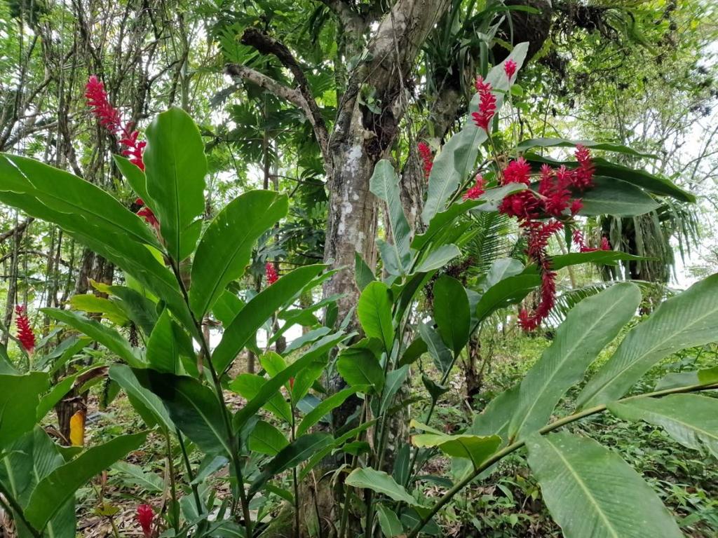 listing image with ID 63707