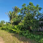 listing image thumbnail with ID 67203