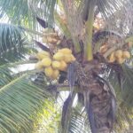 listing image thumbnail with ID 64515