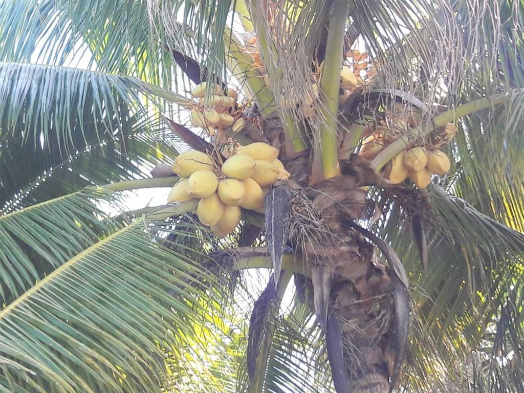 listing image with ID 64515