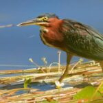 listing image thumbnail with ID 67462