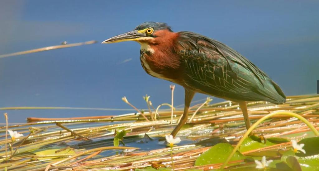 listing image with ID 67462