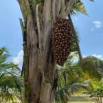 listing image thumbnail with ID 67666