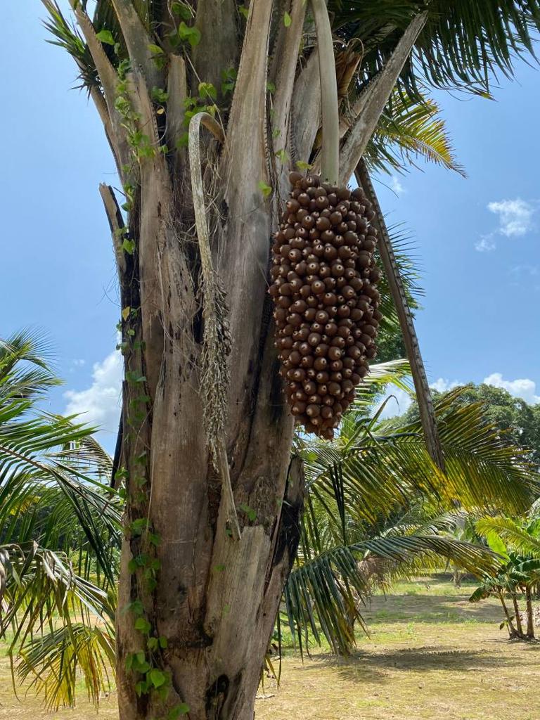 listing image with ID 67666