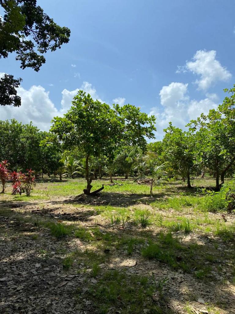 listing image with ID 67683