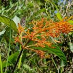 listing image thumbnail with ID 63945