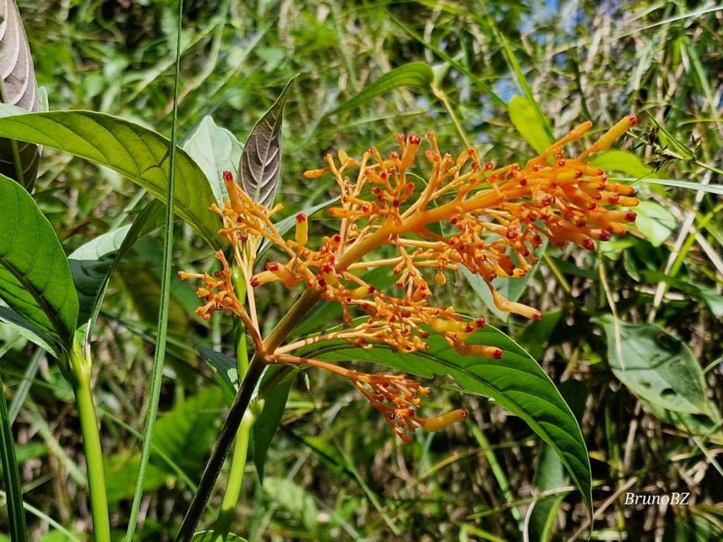 listing image with ID 63945